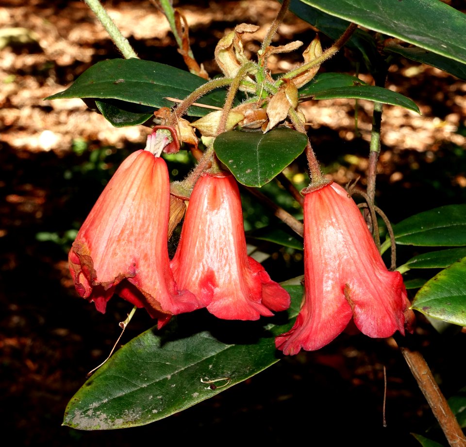 Rhododendron eudoxum - VanDusen Botanical Garden - Vancouver, BC - DSC06945