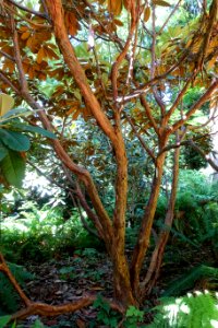 Rhododendron arizelum - UBC Botanical Garden - Vancouver, Canada - DSC08003