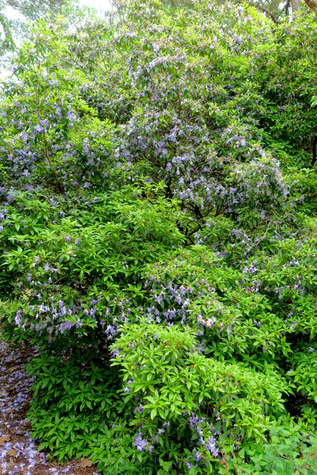 Rhododendron augustinii 'Electra' - Hillier Gardens - Romsey, Hampshire, England - DSC04815