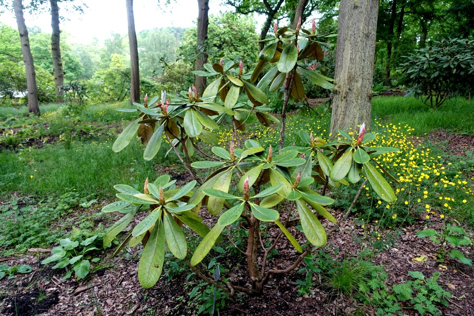 Rhododendron basilicum - RHS Garden Harlow Carr - North Yorkshire, England - DSC01313