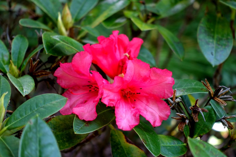 Rhododendron 'Pheasant Tail' - Savill Garden - Windsor Great Park, England - DSC06277
