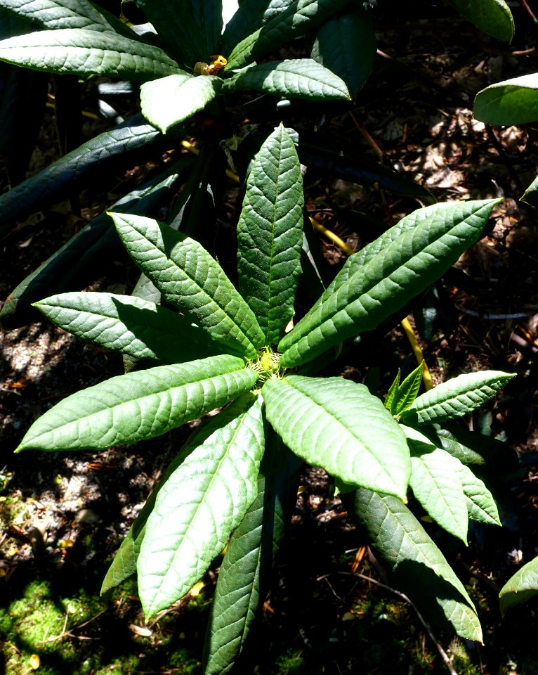Rhododendron barbatum - VanDusen Botanical Garden - Vancouver, BC - DSC07179