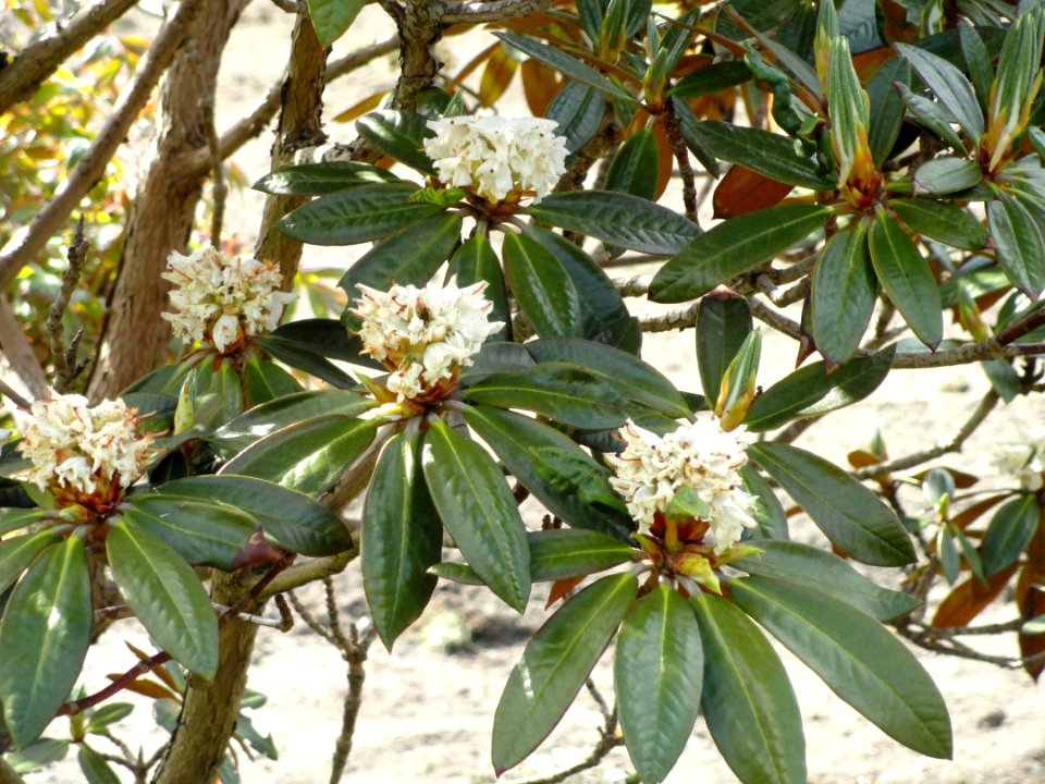 Rhododendron alutaceum var. russotinctum - University of Copenhagen Botanical Garden - DSC07561