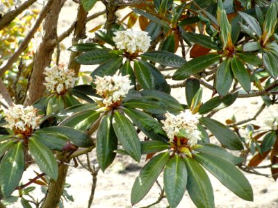 Rhododendron alutaceum var. russotinctum - University of Copenhagen Botanical Garden - DSC07561
