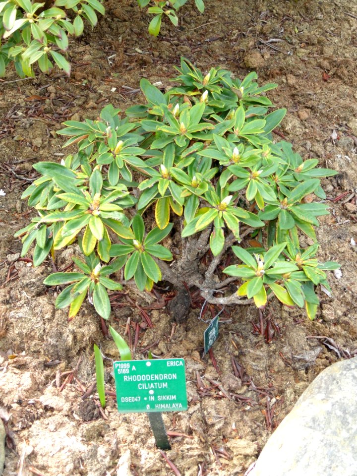 Rhododendron ciliatum - University of Copenhagen Botanical Garden - DSC07629