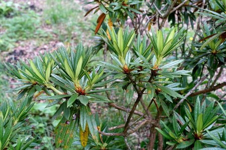 Rhododendron alutaceum - RHS Garden Harlow Carr - North Yorkshire, England - DSC01328
