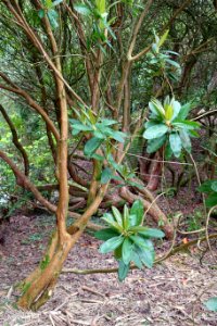 Rhododendron imberbe - Trebah Garden - Cornwall, England - DSC01415
