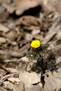 Nature landscape plants