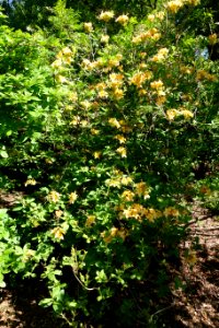 Rhododendron calendulaceum - Arnold Arboretum - DSC06673