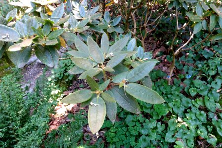 Rhododendron adenosum (Rhododendron kuluense) - VanDusen Botanical Garden - Vancouver, BC - DSC07186