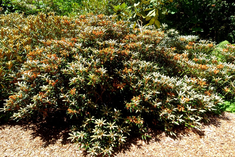 Rhododendron degronianum subsp. yakushimanum - UBC Botanical Garden - Vancouver, Canada - DSC07865