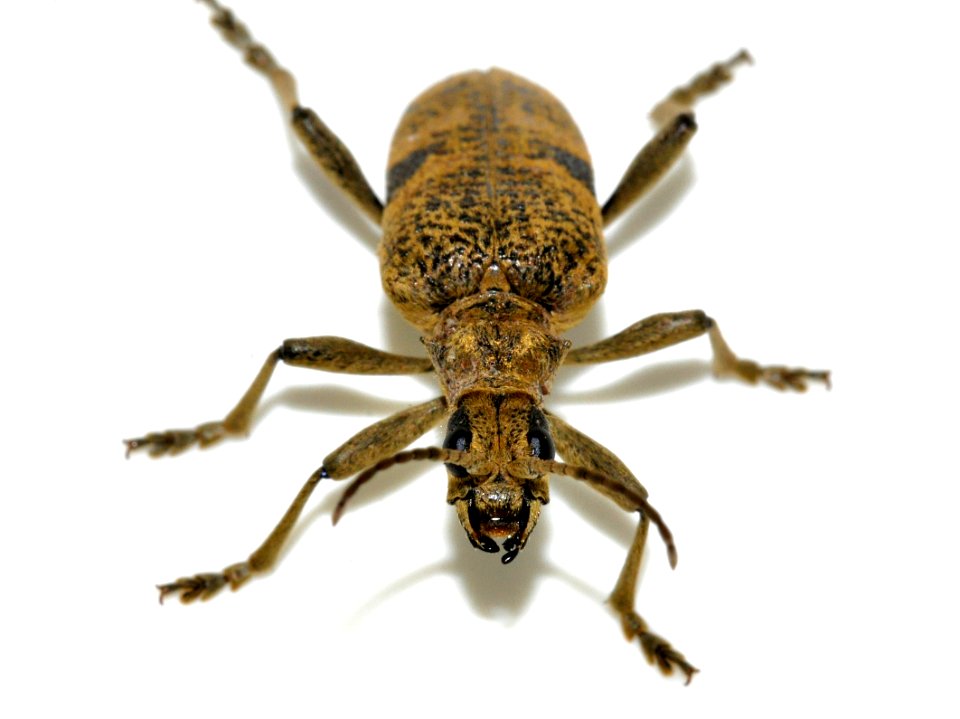 Rhagium-mordax-09-fws