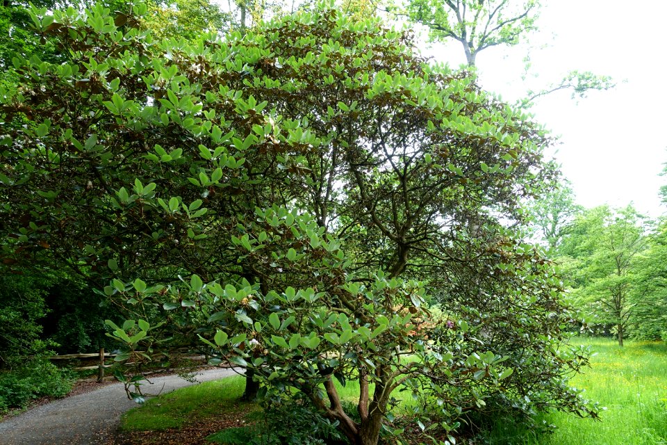 Rhododendron campanulatum 'Knaphill' - RHS Garden Harlow Carr - North Yorkshire, England - DSC01179