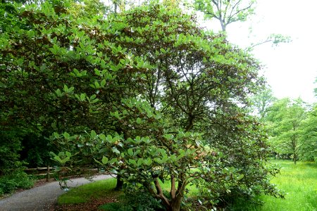 Rhododendron campanulatum 'Knaphill' - RHS Garden Harlow Carr - North Yorkshire, England - DSC01179