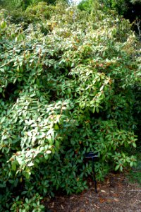 Rhododendron carneum - Mendocino Coast Botanical Gardens - DSC02198