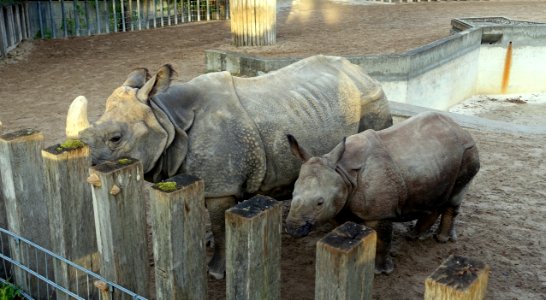 Rhinoceros unicornis - Wilhelma Zoo - Stuttgart, Germany - DSC02315