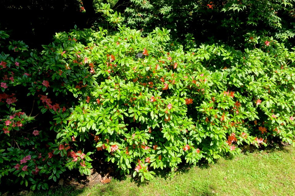 Rhododendron 'Naomi' - Savill Garden - Windsor Great Park, England - DSC06230
