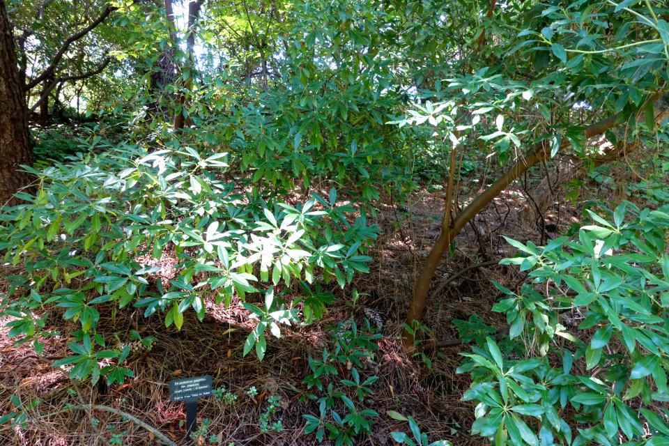 Rhododendron augustinii - VanDusen Botanical Garden - Vancouver, BC - DSC07148