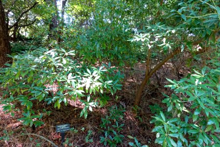 Rhododendron augustinii - VanDusen Botanical Garden - Vancouver, BC - DSC07148