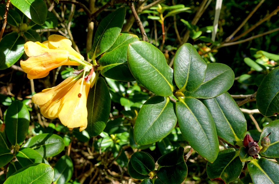 Rhododendron cinnabarinum - Caerhayes Castle gardens - Cornwall, England - DSC03198