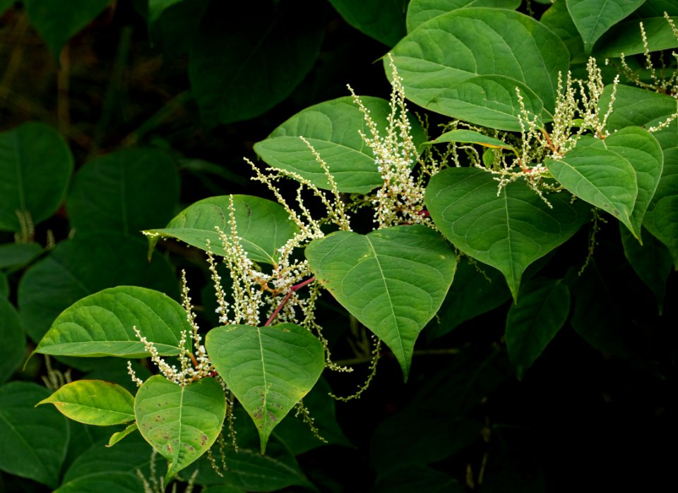 Reynoutria japonica in Brastad 2
