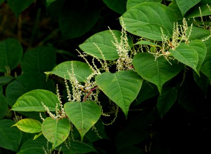 Reynoutria japonica in Brastad 2 photo