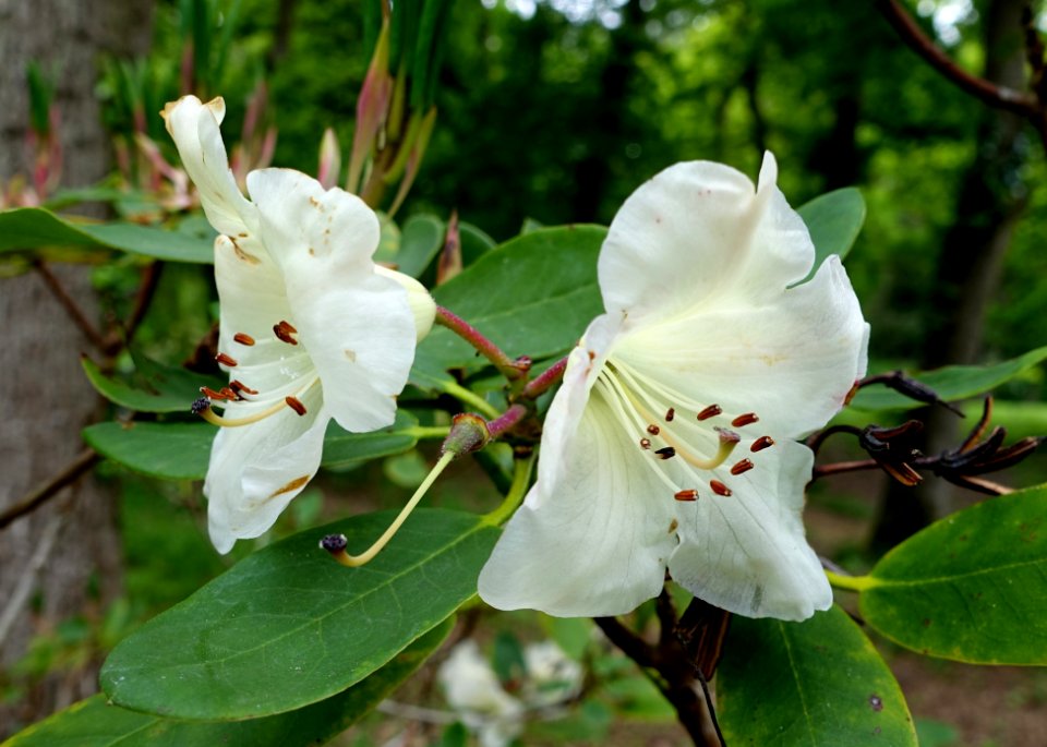 Rhododendron 'Golden Dream' - Exbury Gardens - Exbury, England - DSC03845