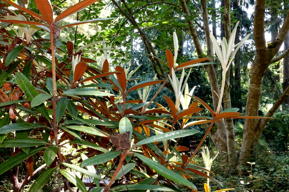 Rhododendron bureavii - VanDusen Botanical Garden - Vancouver, BC - DSC06982