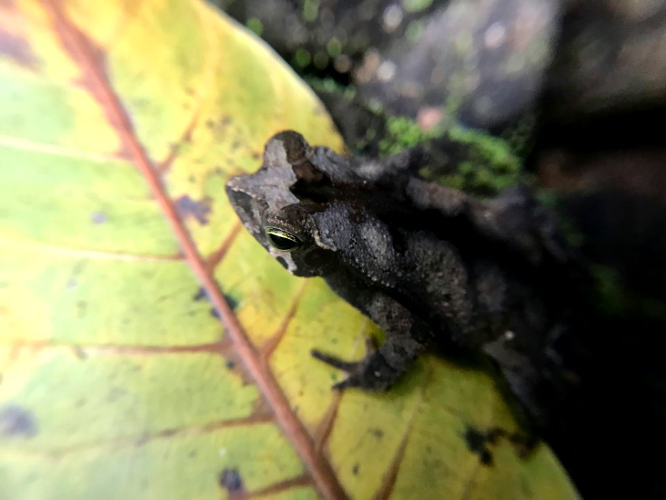 Rhinella alata 58790251