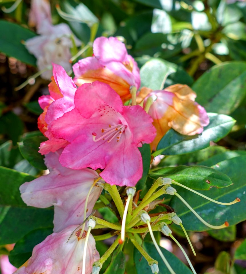 Rhododendron 'Rosy Dream' - Savill Garden - Windsor Great Park, England - DSC06034