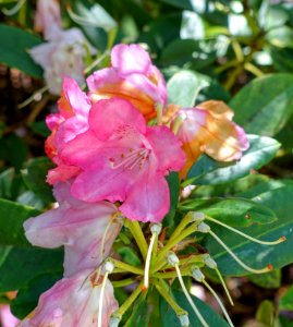 Rhododendron 'Rosy Dream' - Savill Garden - Windsor Great Park, England - DSC06034