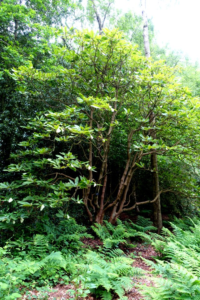 Rhododendron auriculatum - RHS Garden Harlow Carr - North Yorkshire, England - DSC01170