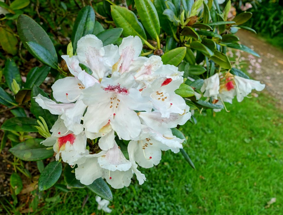 Rhododendron 'Harkwood Premiere' - Savill Garden - Windsor Great Park, England - DSC06310
