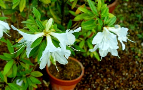 Rhododendron boninense - Shinjuku Gyo-en Greenhouse - Tokyo, Japan - DSC05900