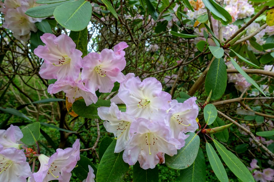 Rhododendron 'Naomi Nautilus' - Exbury Gardens - Exbury, England - DSC03871
