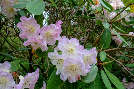 Rhododendron 'Naomi Nautilus' - Exbury Gardens - Exbury, England - DSC03871
