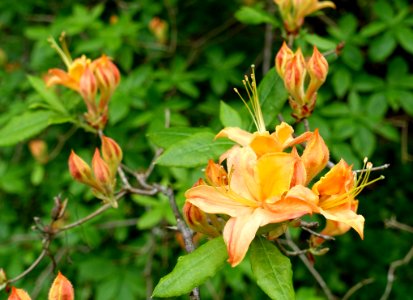 Rhododendron calendulaceum 'Burning Light' - Hillier Gardens - Romsey, Hampshire, England - DSC04650