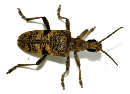 Rhagium-mordax-07-fws