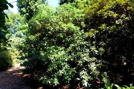 Rhododendron argyrophyllum - UBC Botanical Garden - Vancouver, Canada - DSC08460