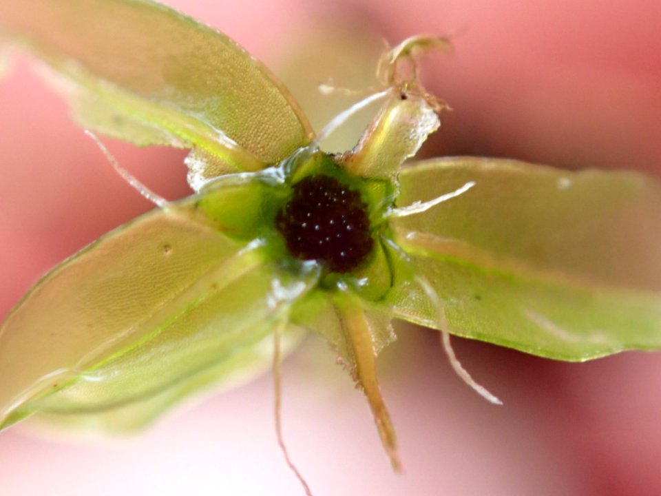 Rhizomnium glabrescens 140578874