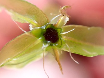 Rhizomnium glabrescens 140578874