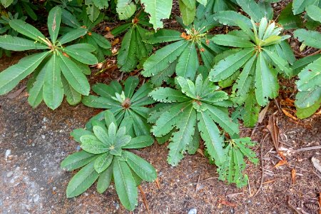 Rhododendron calophytum - VanDusen Botanical Garden - Vancouver, BC - DSC07229