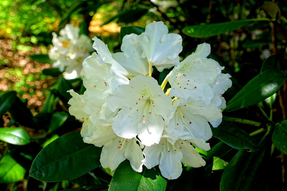 Rhododendron 'Blankenese' - Savill Garden - Windsor Great Park, England - DSC06298