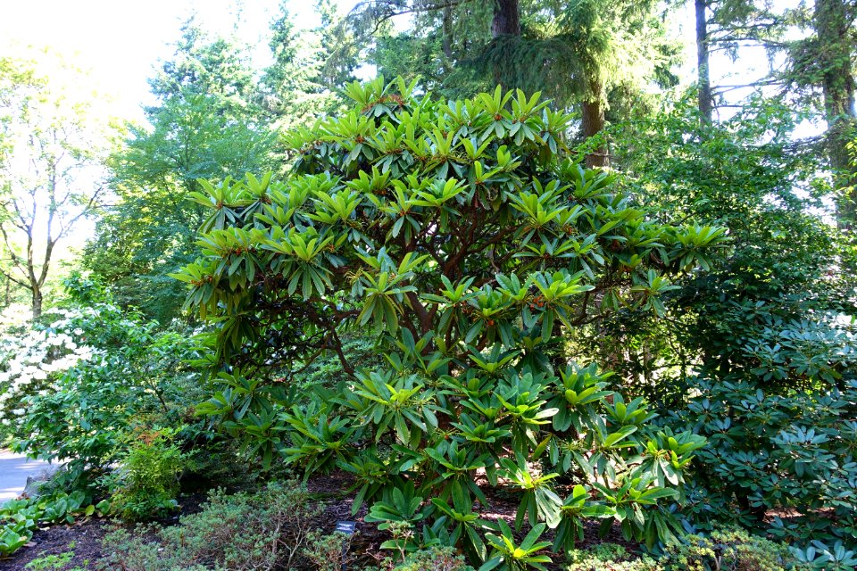 Rhododendron calophytum - VanDusen Botanical Garden - Vancouver, BC - DSC06926