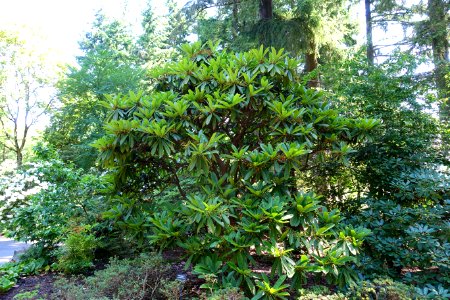 Rhododendron calophytum - VanDusen Botanical Garden - Vancouver, BC - DSC06926