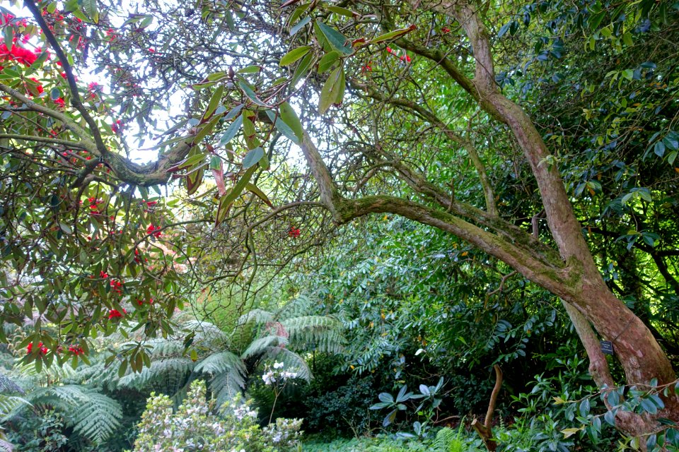 Rhododendron 'Fusilier' (R. elliottii x R. griersonianum) - Trengwainton Garden - Cornwall, England - DSC02486