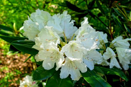 Rhododendron 'Blankenese' - Savill Garden - Windsor Great Park, England - DSC06300