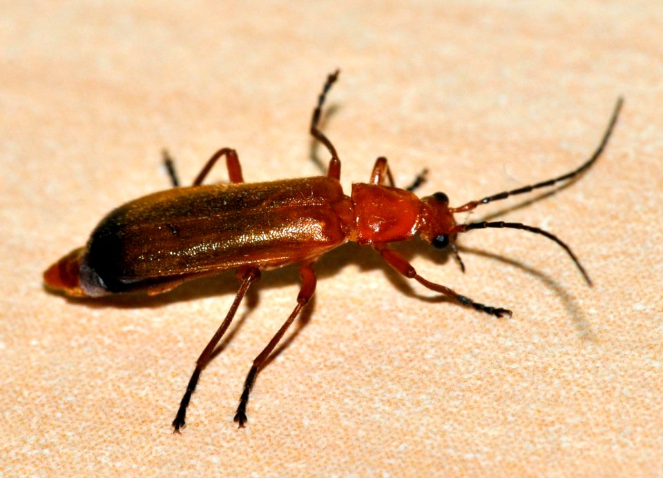 Rhagonycha-fulva-05-fws