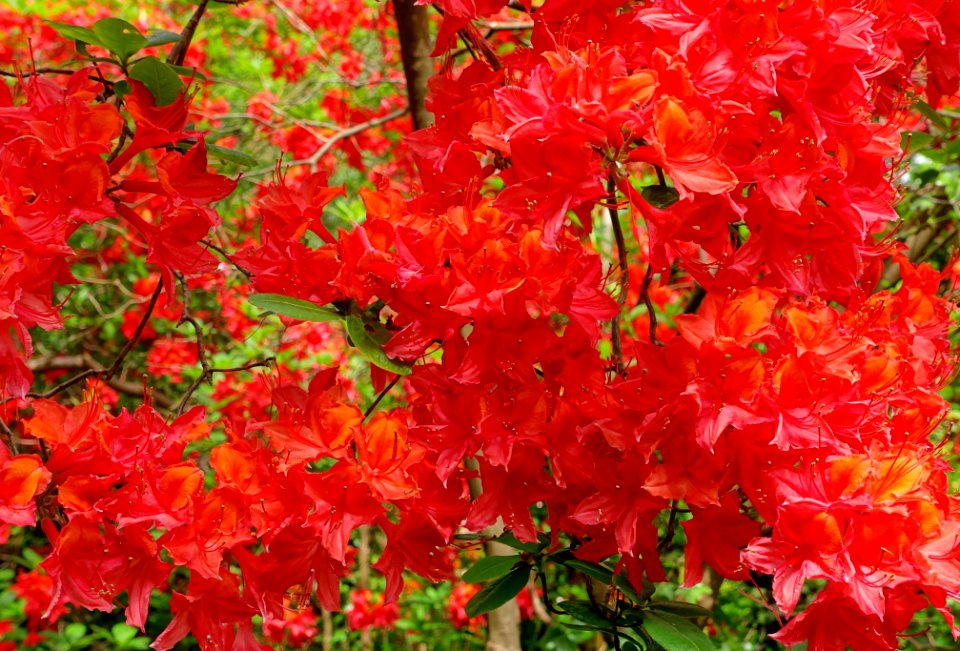 Rhododendron 'H. H. Hunnewell' - Hillier Gardens - Romsey, Hampshire, England - DSC04907