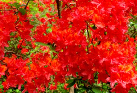 Rhododendron 'H. H. Hunnewell' - Hillier Gardens - Romsey, Hampshire, England - DSC04907